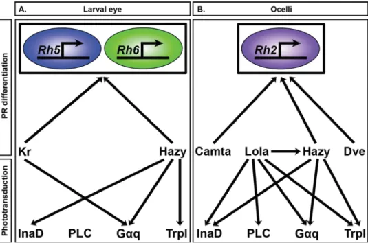Fig. 9. Schematic representation of the genetic interactions in the larval eye and ocelli