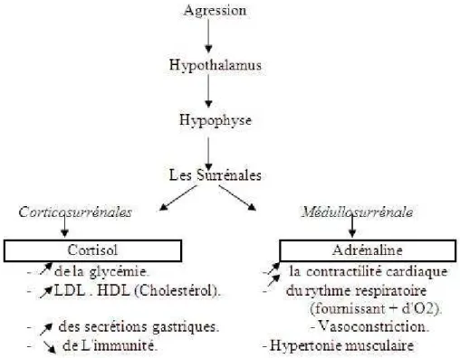 Figure 2: Cascade physiologique du stress (« Le stress/Psychologie et  coaching », 28.11.2014) 