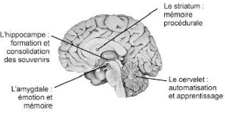 Figure 4: La mémoire dans le cerveau, consulté le 19.01.2015 