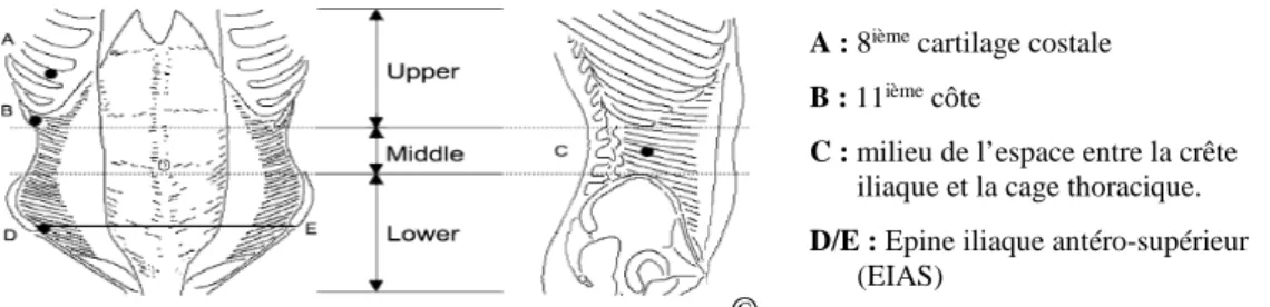 Figure 1: Vue antérieure et latérale des régions des TrAs (tiré de Urquhart et al., 2005)