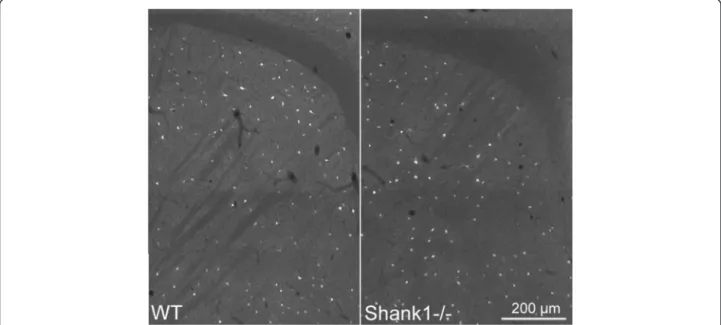 Fig. 5 Representative PV immunofluorescence images from the striatum of a WT and a Shank1-/- mouse