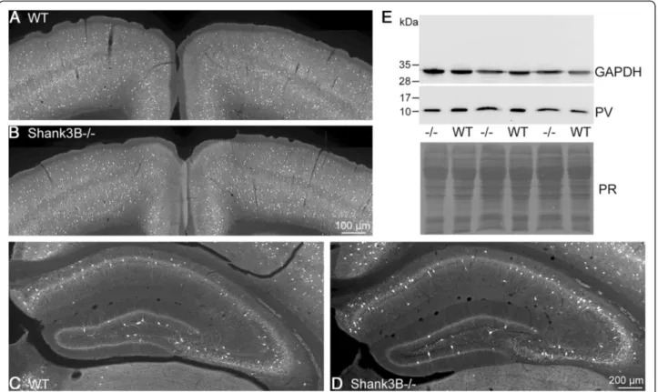 Fig. 7 Representative PV immunofluorescence images (a – d) and Western blot analyses (e) from cortex and hippocampus of WT (a, c) and Shank3B-/- (b, d) mice