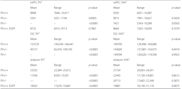 Fig. 3 a Left: Stereological estimations of PV + (light gray) and VVA + (dark gray) cells in mPFC (upper row), SSC (middle row) and striatum (lower row) of PND25 WT, PV+/- and PV-/- male mice