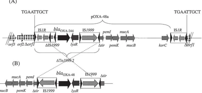 Fig. 1. Schematic map of (A) the transposon structure and surrounding sequences in Escherichia coli VAL and (B) the transposon Tn1999 in reference plasmid pOXA-48a