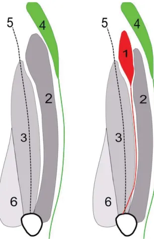 Fig. 10. Schematic drawings of the quadriceps femo- femo-ris muscle and the tensor fasciae latae (green)