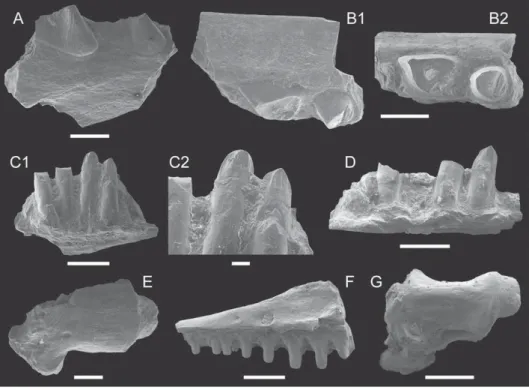 Fig. 13. Guelb El Ahmar fauna. Lepidosauria. A, B. Fragment of left dentary (A: GEA 2-20) and fragment of maxilla (B: GEA 2-18) of Rhynchocephalia indet