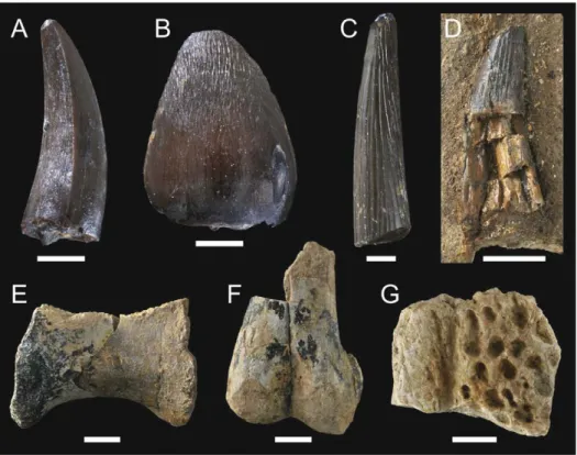 Fig. 16. Guelb El Ahmar fauna. Archosauromorpha (Crocodyliformes). A, B. GEA 2-52, GEA 2-53, teeth of Atoposauridae indet