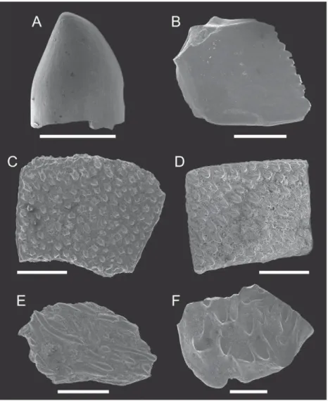 Fig. 9. Guelb El Ahmar fauna. Osteichthyes. A. GEA 2-14, tooth of Lepidotessp. orScheenstia sp