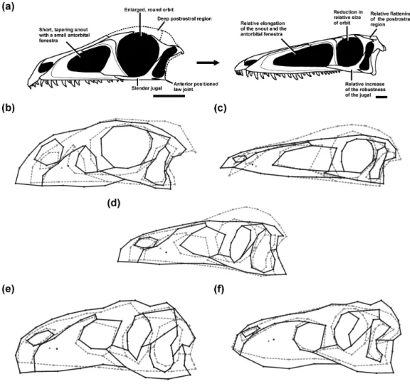 Figure 1 Ontogenetic changes in the skull of saurischian dinosaurs. (A) General ontogenetic pattern in Saurischia exemplified for the basal theropod Coelophysis bauri (adult specimen modified after Rauhut, 2003)