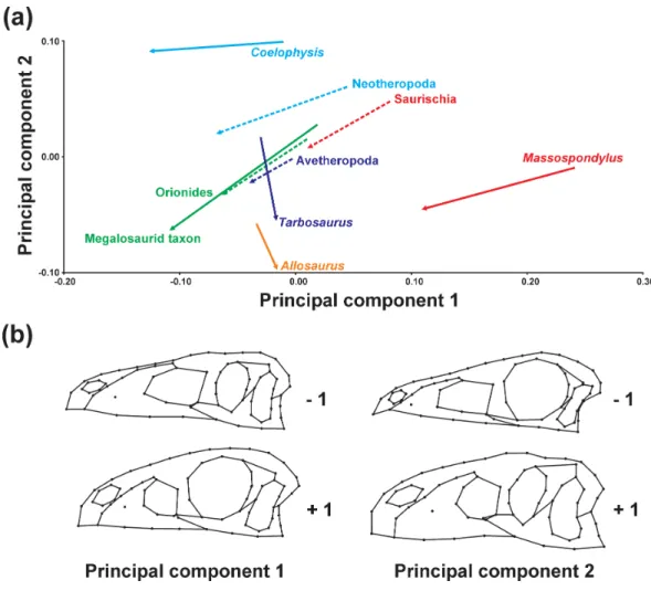 Figure 3 Principal component analysis of ontogenetic trajectories. (A) Terminal and ancestral onto- onto-genetic trajectories for PC 1 against PC 2