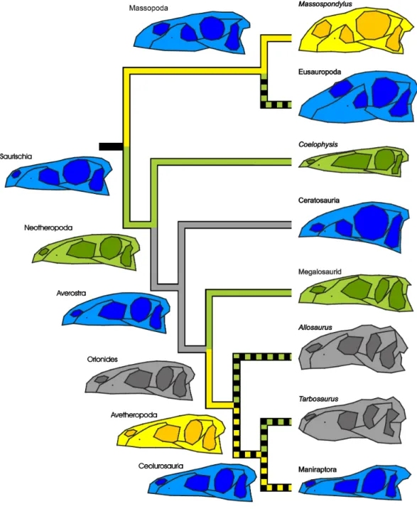 Figure 5 Simplified phylogeny of Saurischia showing the main heterochronic trends of the skull.