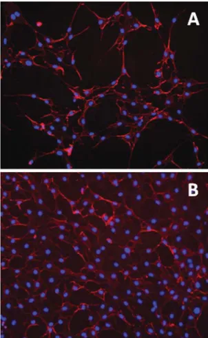Fig. 7 (A) Representative histochemical staining of (A) untreated 3T3 ﬁ broblasts (control) and (B) the cells treated with 30 μ M 3b
