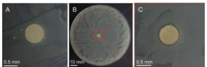 Fig. 9 Photographs of disc diﬀusion tests of CeO 2 /TiO 2 nanocontainers (A) and AgNP/CeO 2 /TiO 2 nanocontainers (B and C).