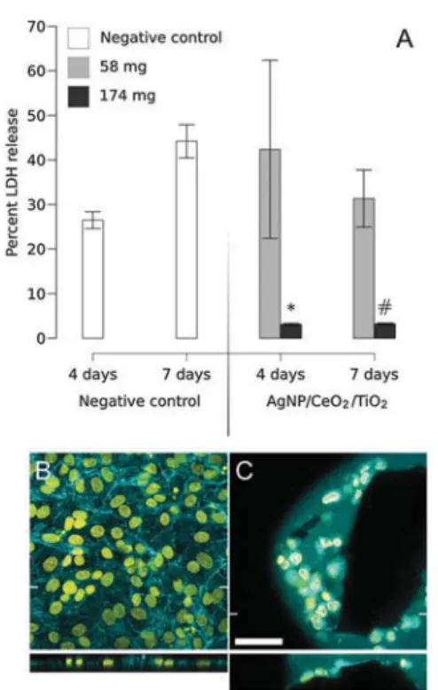 Fig. 10 Cytotoxicity to A549 epithelial cells as determined by LDH assay (A) of 58 mg per well (grey) and 174 mg per well (black) of AgNP/CeO 2 / TiO 2 nanocontainers after 4 and 7 days of exposure