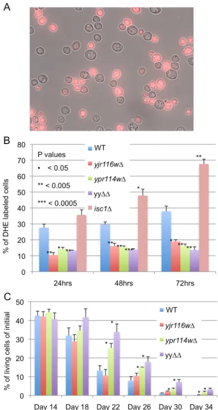 Fig 6. Yjr116wΔ and ypr114wΔ make lower amounts of superoxide anions in stationary phase than WT and have an increased CLS