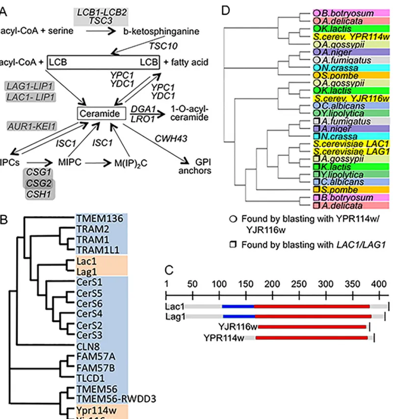 Fig 1. Genes in focus. A. Pathways of sphingolipid biosynthesis and degradation in yeast