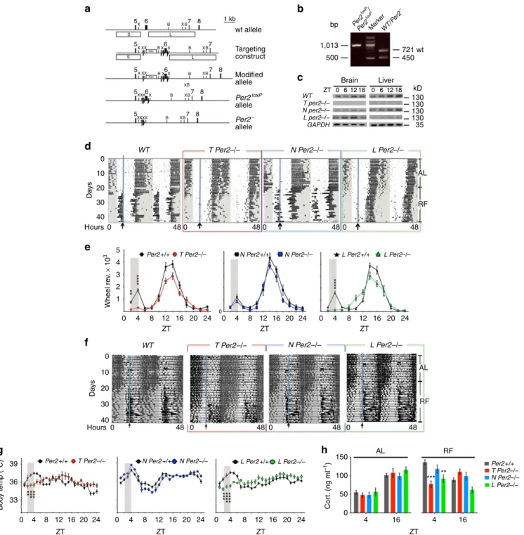 Figure 1 | Mice with loss of Per2 in the liver lack food anticipation. (a) Scheme illustrating the generation of a conditional Per2 allele