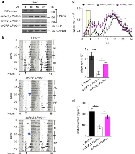 Figure 2 | Rescue of food anticipation in L Per2  / mice. (a) Western blot of liver extracts from mice held under restricted feeding conditions showing constant expression of PER2 in the liver of LPer2  /  mice after application of adenovirus expressing Pe