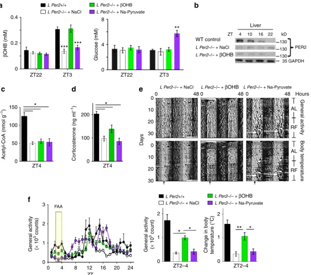 Figure 4 | Rescue of food anticipation in L Per2  /  mice by b-hydroxybutyrate. (a) Timed release of bOHB (green) but not NaCl (white) or Na-Pyruvate (purple) in L Per2  / mice mimics the bOHB levels in plasma of L Per2 þ / þ control animals (black)