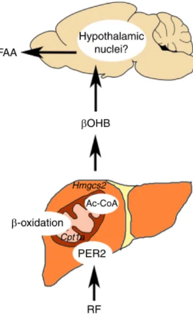 Figure 5 | Regulation of FAA by Per2. Under RF conditions, liver Per2 modulates Cpt1a and Hmgcs2 expression, rate-limiting enzymes for bOHB synthesis