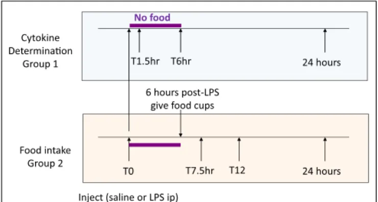 FIGURE 1 | Time lines for cytokine (group 1) and food intake (group 2) measurements.
