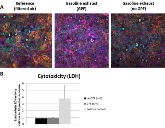 Fig. 1 Cell viability and morphology after exhaust exposures. a Laser scanning microscopy images visualizing the F-actin cytoskeleton (purple), a-tubulin (orange), or the cell nuclei (light blue) indicate no effects on the cell morphology at either conditi