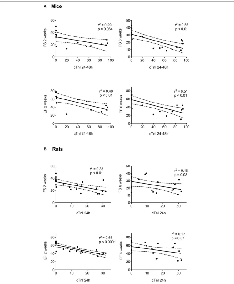 FIGURE 5 | The relationship between heart function (FS and EF) at 2 and 6 weeks after surgery and cTnI levels are represented as the mean value at 24–48 h for mice (A) and the level at 24 h for rats (B)
