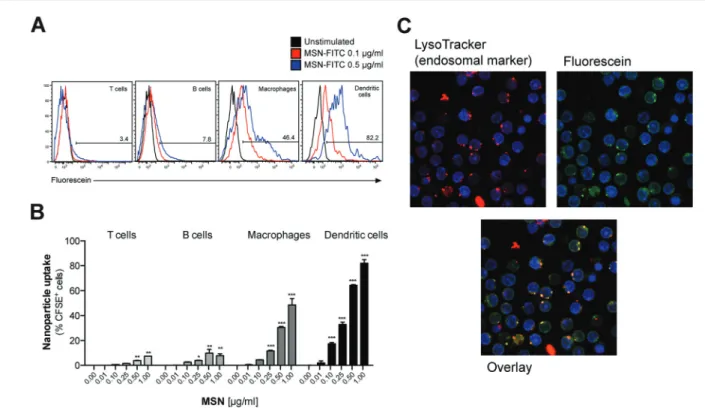 Fig. 2 Mesoporous silica nanoparticles are e ﬃ ciently taken up by specialized antigen-presenting cells