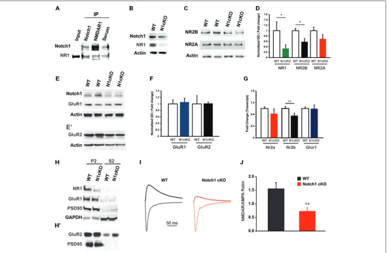 FIGURE 4 | Notch1 affects NMDAR composition and conductance. (A) Western blot on co-IPed synaptosomal fraction shows that Notch1 and NMDAR1 physically interact (n = 3 independent experiments)