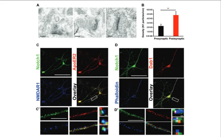 FIGURE 1 | Notch1 colocalizes postsynaptically with Reelin signaling components. (A) Representative IEM images from hippocampal slices using an antibody specific for Notch1 show that gold particles are localized at postsynaptic as well as presynaptic membr
