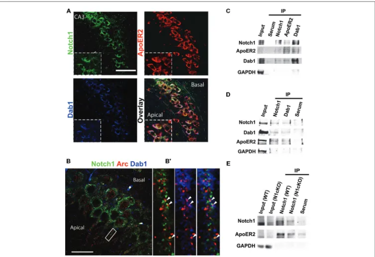 FIGURE 2 | Notch1, ApoER2 and Dab1 colocalize in hippocampal neurons. (A) Representative image of fluorescent immunolabeling shows that Notch1 is localized in a subset of CA3 neurons, co-expressing Dab1 and ApoER2 (magnified insert)