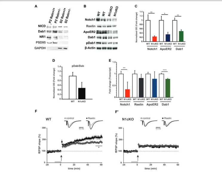FIGURE 3 | Loss of Notch1 interferes with the Reelin cascade and Reelin-mediated synaptic potentiation