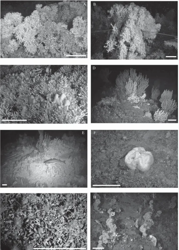 Figure 2.2 A-H. Seaﬂoor images of Norwegian coral reefs taken by JAGO Team, GEOMAR Kiel