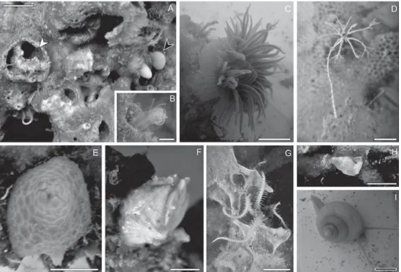Figure 2.6 A-B. Images of seaﬂoor samples collected during the Euroﬂeets CWC-Moira Cruise, 2012, from the Sand and Dropstone (SD) Facies with A) densely and B) loosely packed dropstones