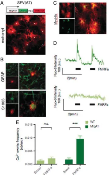 Figure 1. Exogeneous Gq coupled receptors to speciﬁcally activate astrocytes. (A) Scheme of the viral DNA