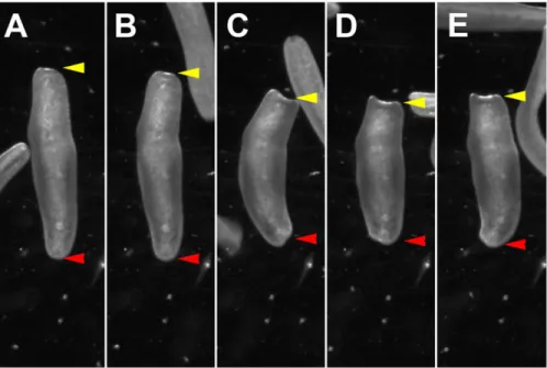 Fig. 4. Representation of vibration induced body contraction behavior. (A-E) Temporal series of images showing the changes in body shape during the vibration induced body contraction behavior, (B) starting by stop of locomotion and stalling, (C-E) increasi