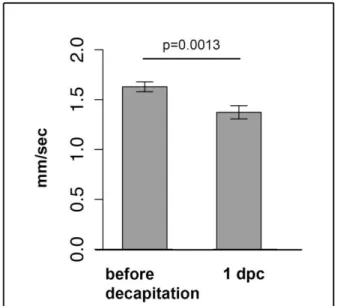 Fig. S1. Locomotion before and after decapitation. Average locomotion speed of animals before  decapitation is 1.63 mm/s and 1 day after decapitation (dpc) is 1.37 mm/s, significantly decreased  (**P=0.0013)