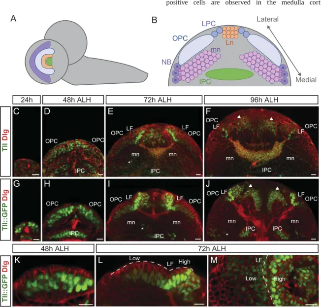 Fig. 1. Dynamic tll expression pattern in the optic lobe during larval development. (A, B) Illustrations of the larval brain and optic lobe, (A) shows lateral view and (B) shows frontal section