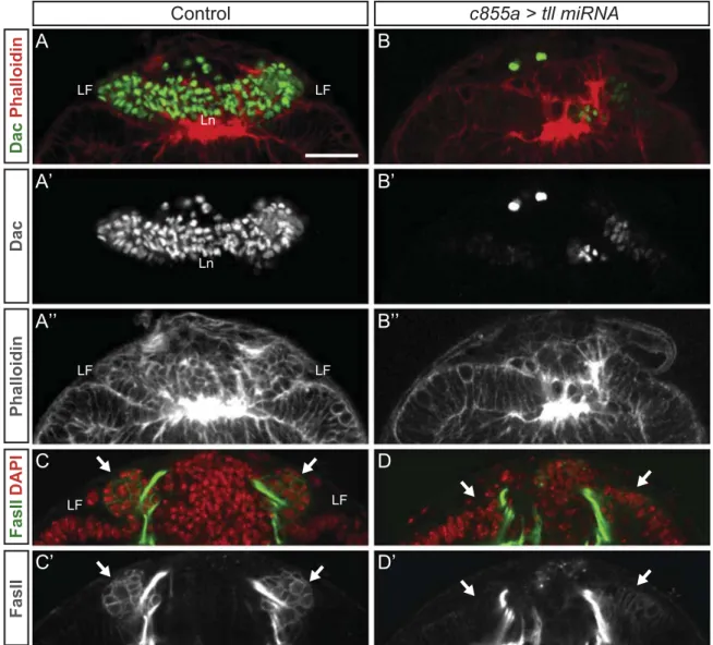 Fig. 4. tll knockdown leads to a reduction in Dac positive lamina neurons and changes in neuroepithelium morphology