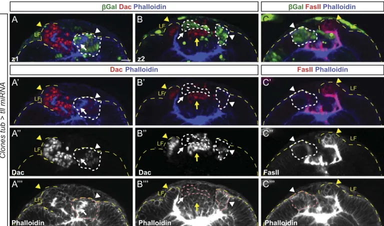 Fig. 5. tll regulates LPC speciﬁcation and lamina neurogenesis in cell-autonomous manner (A–C) single frontal sections at 72 h ALH