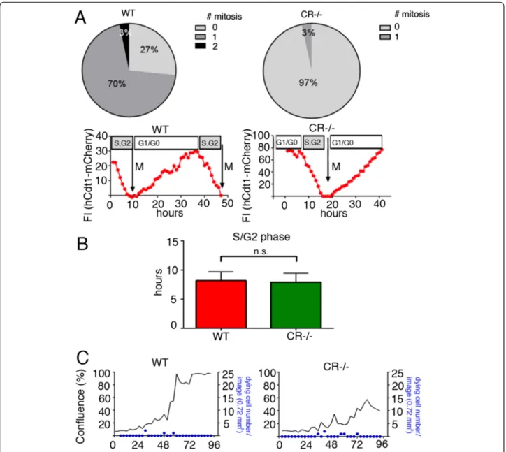 Fig. 5 a During a 24 h observation period 70 % of WT prMC undergo mitosis (Mit1), 3 % of cells even 2 mitosis (Mit2) compared to CR − / − cells, where only 3 % of cells undergo mitosis (n = 30 cells per genotype)