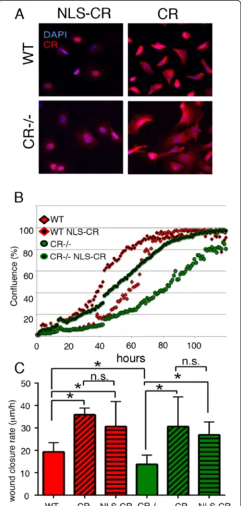 Fig. 6 a IHC showing nuclear localization of NLS-CR and relatively homogenous localization of CR in WT and CR − / − prMC overexpressing either variant