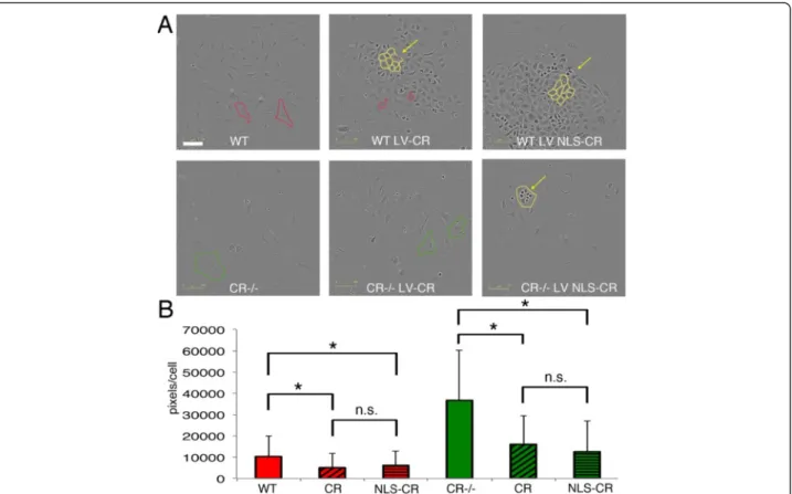 Fig. 7 a Bright field images of prMC from WT and CR − / − mice taken during the rapid (logarithmic) proliferation phase