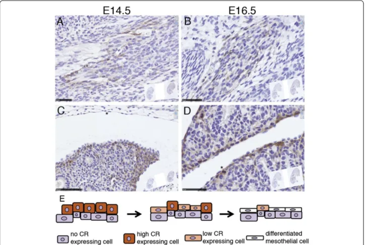 Fig. 8 CR expression in cells of embryonic connective tissue (mesenchyme) in mouse embryos of E14.5 and E16.5 (a, b)