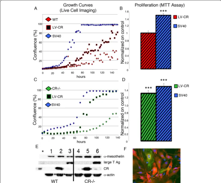 Fig. 3 a Real-time growth curves of WT prMC (control), cells transfected with a SV40 plasmid (SV40) or a CR expression plasmid (LV-CR)