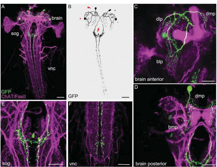 Figure 1. Anatomy of the dNPF neuronal circuit. A: Frontal view projection of a dNPF-Gal4/UAS-mCD8::GFP larval brain