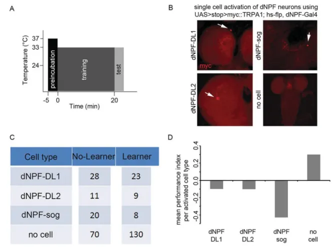 Figure 8. Artificial activation of single dNPF neurons impairs appetitive olfactory learning