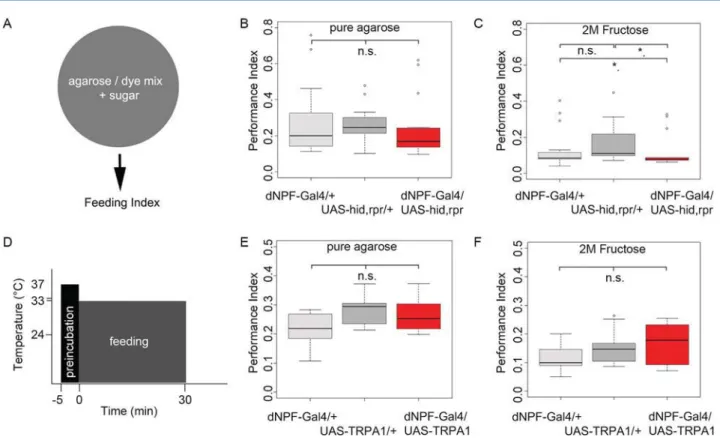 Figure 10. Genetic interference with dNPF neuronal signaling does not change the amount of food consumed over 30 minutes