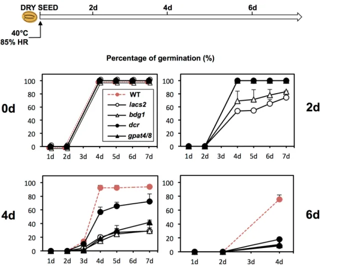 Fig 7. Dry seeds of cutin biosynthesis mutants lose viability faster than WT. An accelerated aging treatment is applied for 0, 2, 4 and 6 days on WT (Col), lacs2, bdg1, dcr, gpat4/8, gpat5 dry seeds
