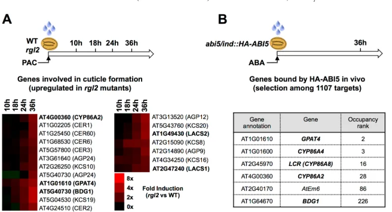 Fig 1. Cutin biosynthesis genes are potential targets of RGL2 and ABI5. (A) For whole genome expression studies (microarray), WT (Col) and rgl2 seeds were harvested 10, 18, 24 and 36 hours after imbibition under low GA conditions (PAC)